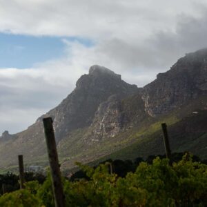 Minnegoed Wines Wijnhuis Steenberg Vineyards 5
