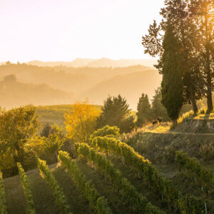 Minnegoed Wines Wijnhijs Malvira Sunsteoverroeromalvira Renesio Vineyard